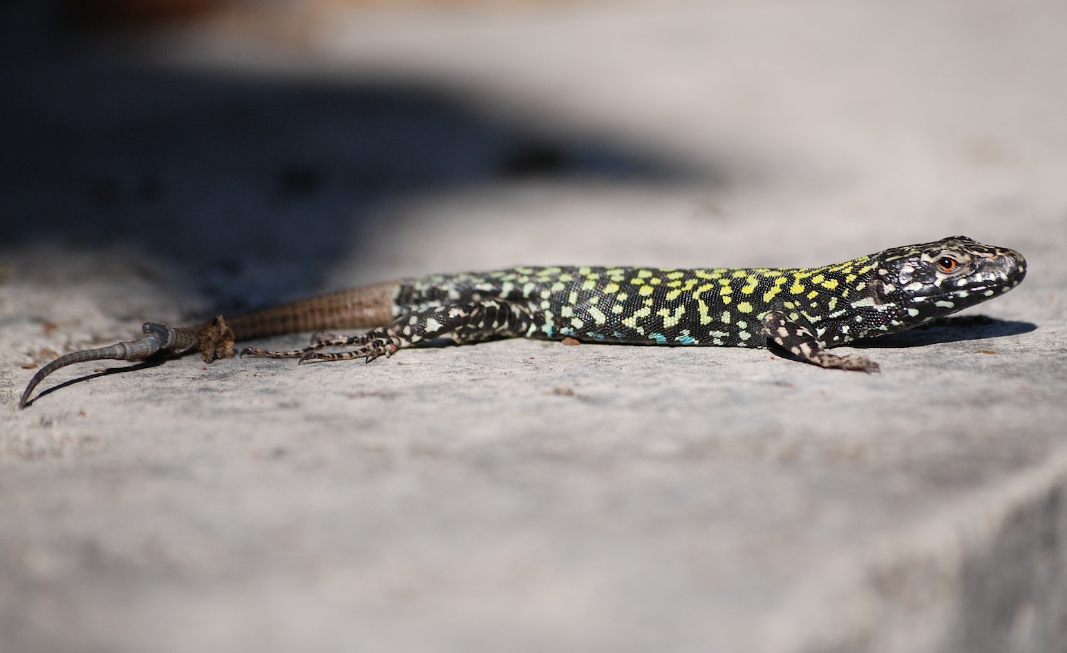 Podarcis muralis nigriventris, maschio